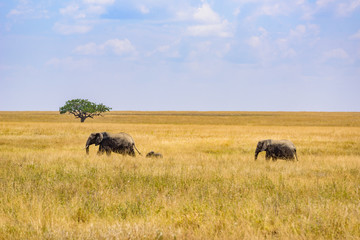 African Elephant Family with young baby Elephant in the savannah of Serengeti at sunset. Acacia trees on the plains in Serengeti National Park, Tanzania.   Wildlife Safari trip in  Africa.