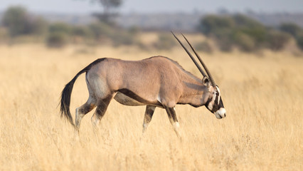 Oryx in the Kalahari desert
