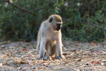 Vervet monkey in Botswana