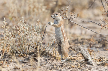 Cape Ground Squirrel