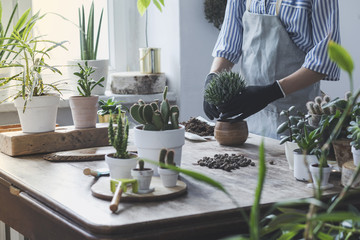 Woman gardeners hand transplanting cacti and succulents in design pots on the wooden table. Concept...