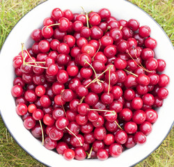 The harvest of the red ripe cherries is collected in a large enamel plate