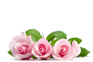 three pink rose lying on white background