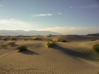 Death Valley Scrub