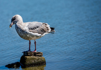 Seagull