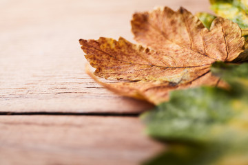 Thanksgiving Autumn Fall background