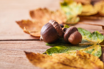 Thanksgiving Autumn Fall background