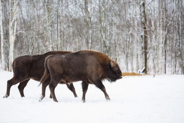 Large brown bisons Wisent running in winter forest with snow. Herd Of European Aurochs Bison, Bison Bonasus. Nature habitat.