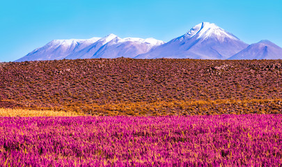 Scenic landscape with flowering plants in the foreground and the snow-capped volcano  - obrazy, fototapety, plakaty