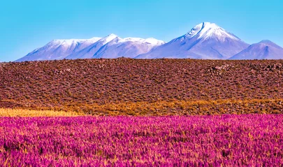 Gardinen Scenic landscape with flowering plants in the foreground and the snow-capped volcano  © zenobillis