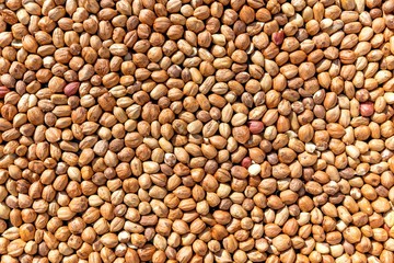 Many brown hazelnuts format filling as a background