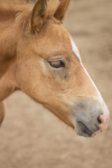 Fototapeta premium Head of a foal