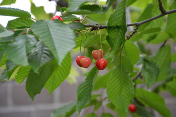 red ripe cherries