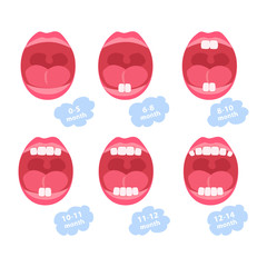 Fototapeta premium baby teeth. dentition age