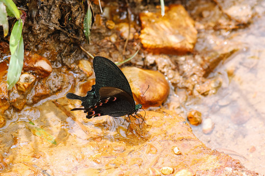 Black butterfly absorbing mineral