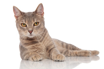 lying grey metis cat with yellow eyes