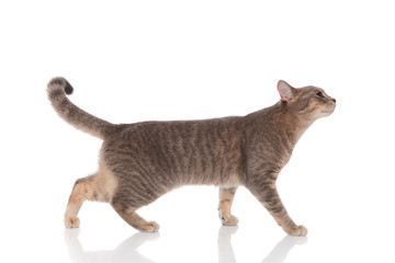 Fototapeta premium widok z boku ciekawy szary kot chodzenia i patrząc w górę