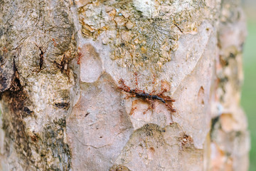 Group of ants bite a leech on the tree