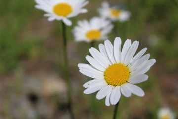 Leucanthemum vulgare