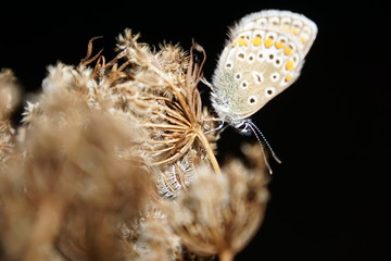 butterfly, macro