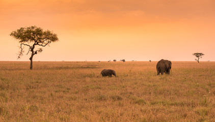 Naklejka premium Parent African Elephant with his young baby Elephant in the savannah of Serengeti at sunset. Acacia trees on the plains in Serengeti National Park, Tanzania. Wildlife Safari trip in Africa.
