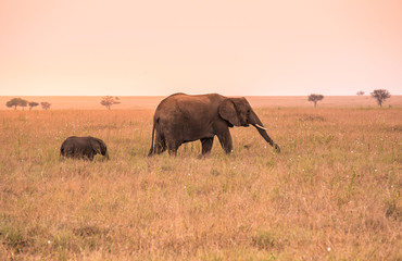 Fototapeta na wymiar Parent African Elephant with his young baby Elephant in the savannah of Serengeti at sunset. Acacia trees on the plains in Serengeti National Park, Tanzania. Wildlife Safari trip in Africa.