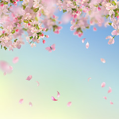 Obraz na płótnie Canvas Spring Cherry Blossom Background