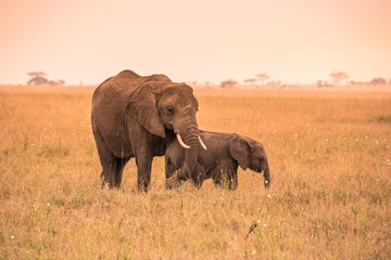 African Elephant Family with young baby Elephant in the savannah at sunset. Acacia trees on the plains in Serengeti National Park, Tanzania.  Safari trip in Wildlife scene from Africa nature.
