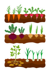 vegetables growing in the ground