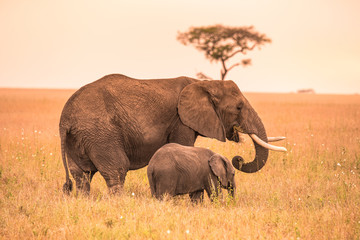 Naklejka premium Rodzic słoń afrykański ze swoim małym dzieckiem Elephant na sawannie Serengeti o zachodzie słońca. Drzewa akacji na równinach w Parku Narodowym Serengeti w Tanzanii. Wycieczka Wildlife Safari w Afryce.