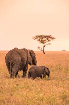 Fototapeta African Elephant Family with young baby Elephant in the savannah at sunset. Acacia trees on the plains in Serengeti National Park, Tanzania.  Safari trip in Wildlife scene from Africa nature.