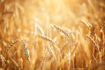 Wheat field. Rural Scenery under Shining Sunlight. A background of the ripening wheat. Rich harvest.