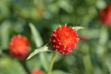 Red globe amaranth