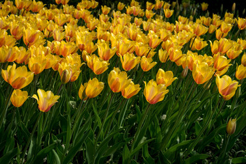 Obraz premium Netherlands,Lisse, a close up of a flower