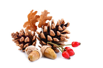 Happy Thanksgiving Day background. White background decorated with Pumpkins, Maize, fruits and...