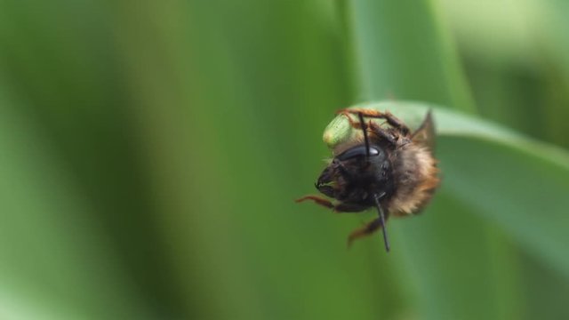 Macro shot of bee in green grass. Place for text or logo