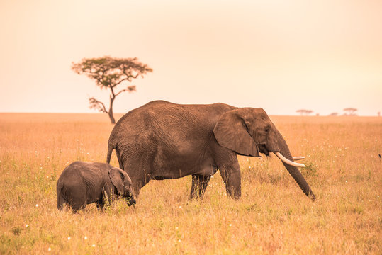 African Elephant Family with young baby Elephant in the savannah at sunset. Acacia trees on the plains in Serengeti National Park, Tanzania.  Safari trip in Wildlife scene from Africa nature.