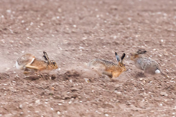 Speeding wild brown hares racing across the arable field in Norfolk