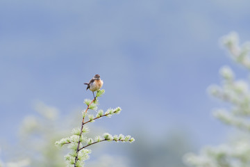 ノビタキ雌(common stonechat)