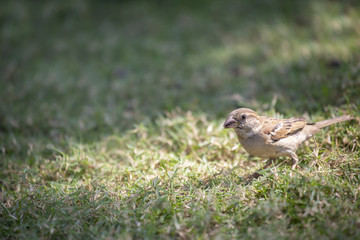 Fototapeta premium Close up of sparrow bird on the lawn.