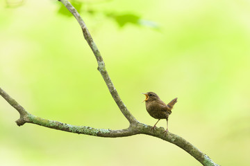 囀るミソサザイ(winter wren)