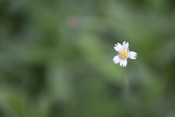 Flower grass in nature with blurred background.