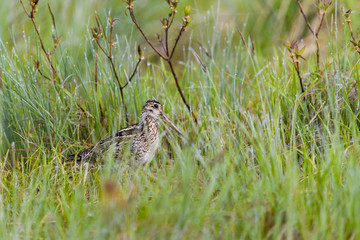オオジシギ(Latham's snipe)
