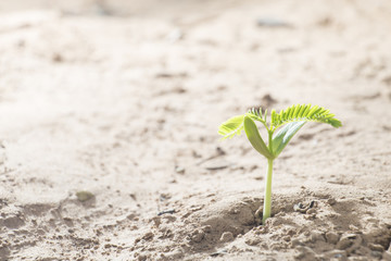 Young plant growing on drought.
