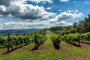 Fototapeta na wymiar Serbian rural Landscape with vineyards and hills