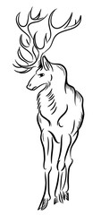 Deer with branched horns, drawn by hand, doodle style
drawing lines, engraving