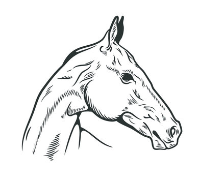 Portrait of an Arabian horse, drawn by hand, doodle style, engraving