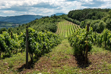 Fototapeta na wymiar Serbian rural Landscape with vineyards and hills
