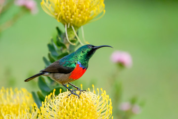 Double Collard Sunbird sipping from Yellow Pincushion Protea Flower