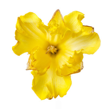 Double terry flower of yellow narcissus isolated on white background.